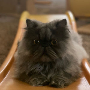 Meet your Posher, Malakai